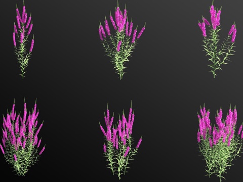 Aquatic plants of Lythrum