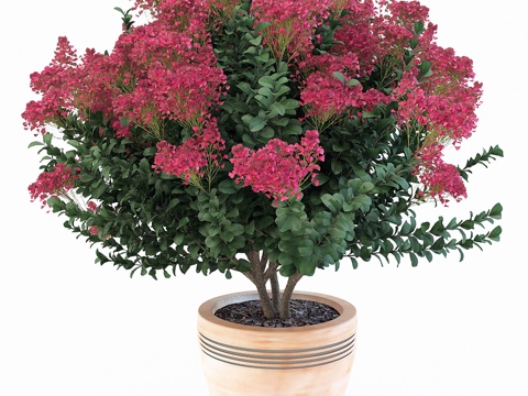 Lagerstroemia indica potted flower pot