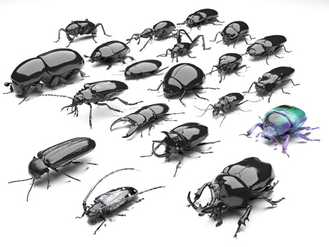 beetle insect spade beetle beetle beetle beetle