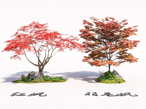 red maple feather maple claw maple landscape tree sketch