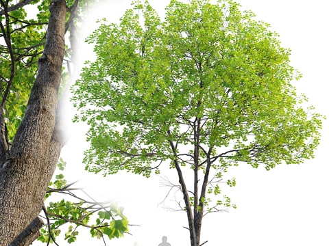 landscape trees arbor trees street trees