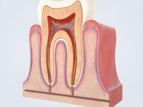 tooth anatomy tooth gel