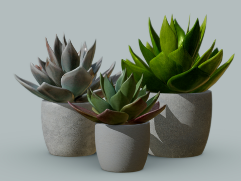 Modern potted bonsai succulents