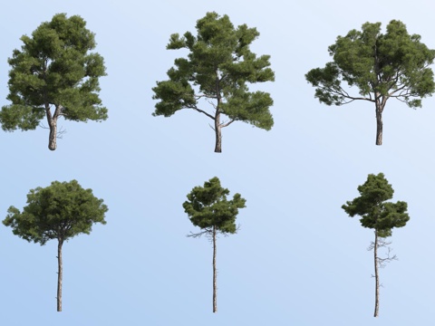 Turkish Pine Landscape Tree