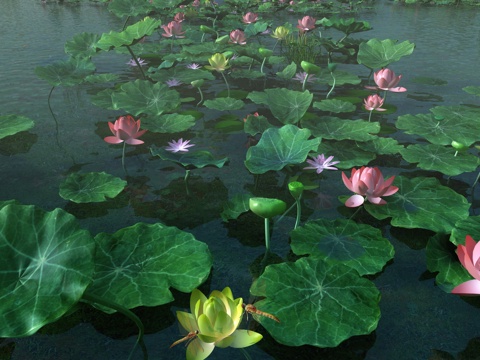 Modern lotus lotus leaf