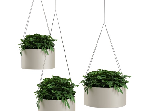 modern hanging basket plant green plant potted plant