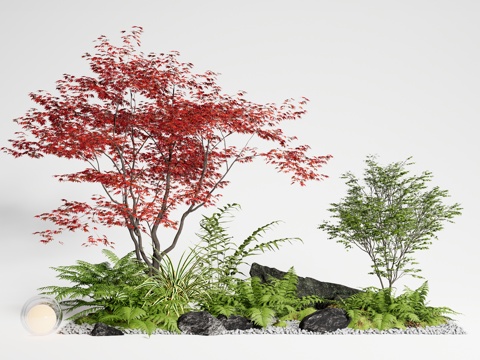 Tree Plant Pile Red Maple Landscape Tree Acer moss