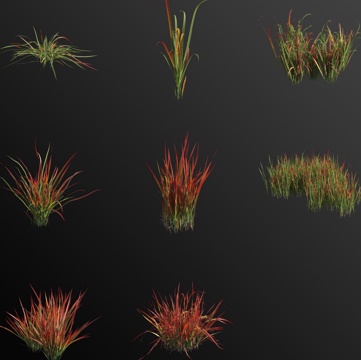 Japanese blood grass, blood thatched grass, weeds, flowers and plants