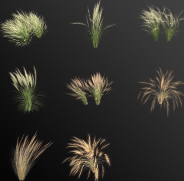 Stipa fenulea Mexican feather grass weeds weeds flowers