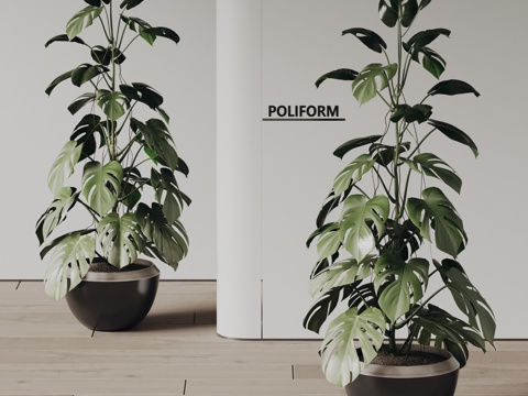 poliform green plant potted plant