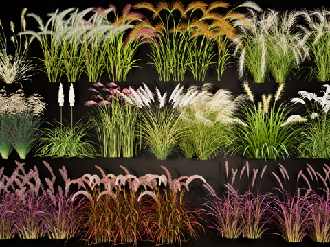 Modern Plants Pennisetum Garden Flowers and Plants