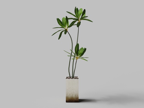 Modern wide-leaf rich tree potted plant