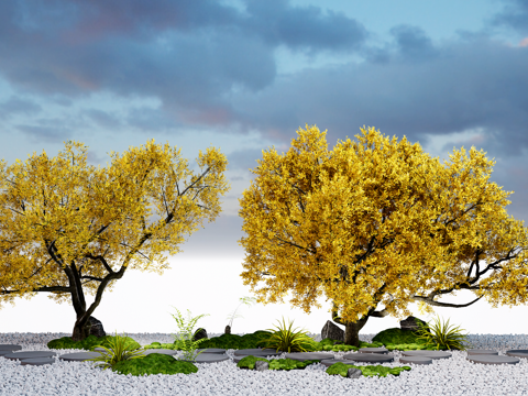 yellow leaf ginkgo tree courtyard garden tree street tree