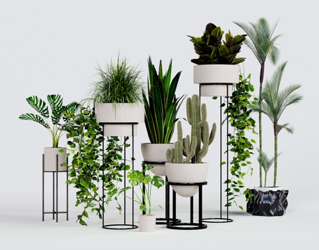 Modern Green Plant Potted Plant Potted Plant Shelf Cactus Tortoise Bamboo