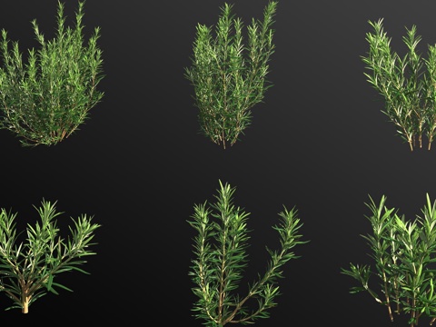 Rosemary Shrub Plant