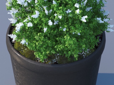 flowerpot potted plant green plant