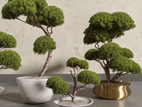 Chinese Bonsai Bonsai