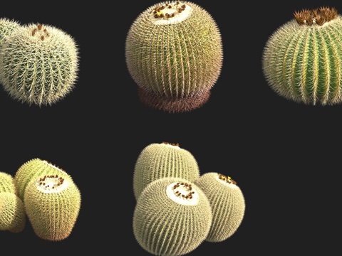 Jin Hu Cactus