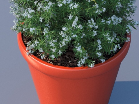 flowerpot potted plant green plant