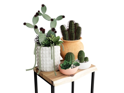 cactus potted plant