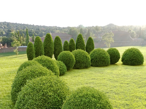 tree shrub ball hedgerow