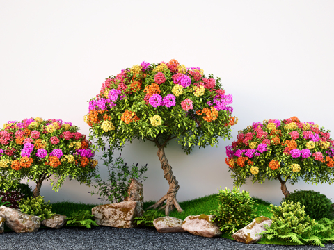 Landscape Arbor Shape Multicolor Bougainvillea