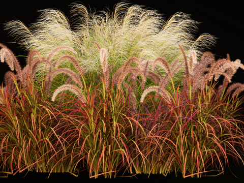 Modern plants Flowers Pennisetum