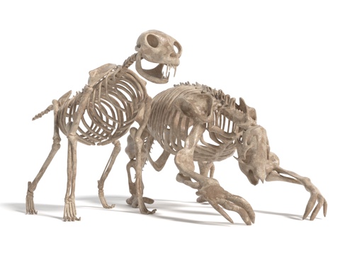 Modern Fossil Skeleton Sculpture