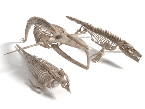 Modern Fossil Skeleton Sculpture