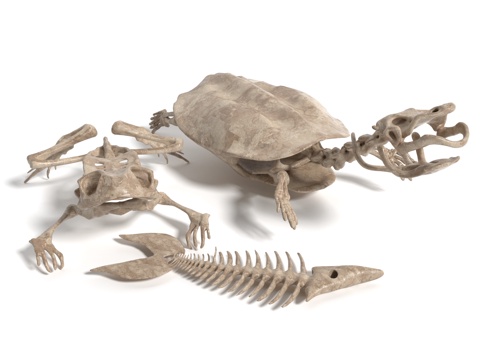 Modern Fossil Skeleton Sculpture