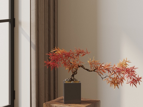 New Chinese Bonsai Red Maple Bonsai Plants