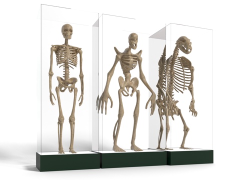 Modern ape-man skeleton sculpture