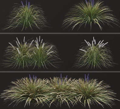 dwarf lily grass