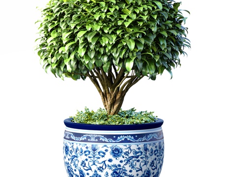 New Chinese Bonsai Green Plant