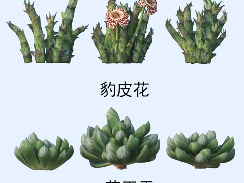 Plant flowers and grass leopard fur flower grass jade dew