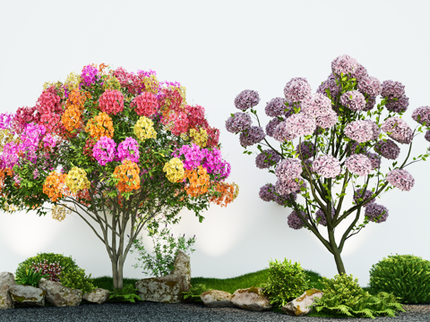 Modern Plant Flower Border Bougainvillea Hydrangea