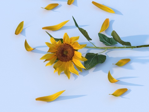 sunflower petals flowers and plants