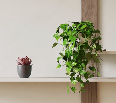 Green Plant Hanging Basket Fleshy Potted Plant