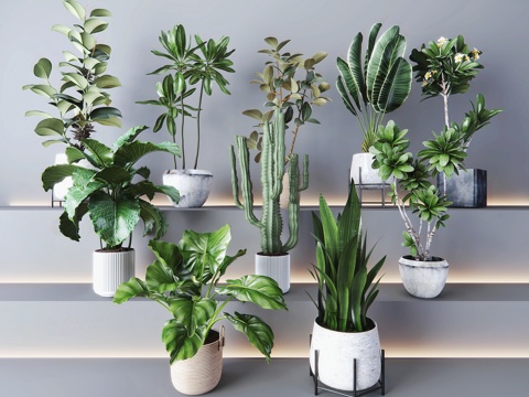 Potted Plant Potted Plant Green Plant Green Dendrocalamus