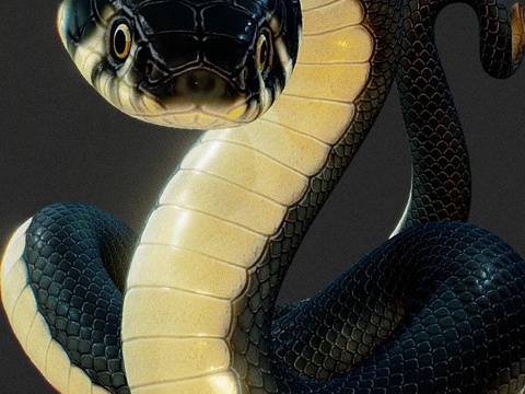 Animal Snake Reptile Black Snake Cobra Viper