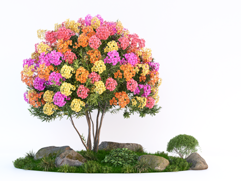 Garden Landscape tree multicolor bougainvillea