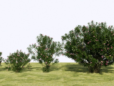 modern shrub ball hedgerow shrub flowers