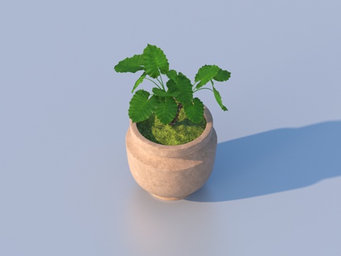 flowerpot potted plant green plant