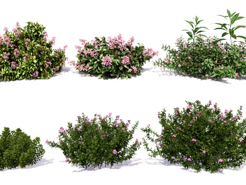 modern shrub ball hedgerow shrub flowers