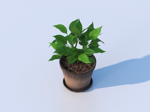 flowerpot potted plant green plant