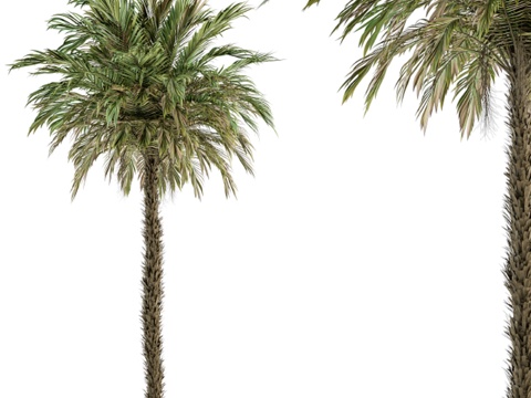 Date palm landscape tree