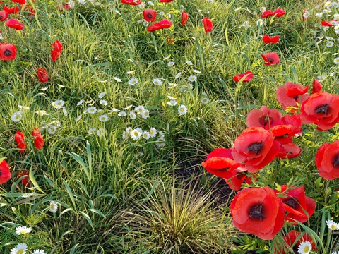 Poppy Flower Field