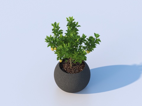 flowerpot potted plant green plant