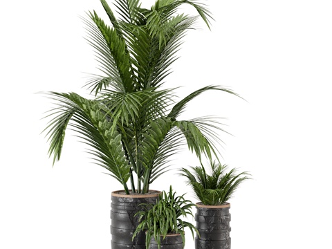 Sanwei Kwai Green Plant Potted Plant