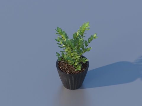 flowerpot potted plant green plant